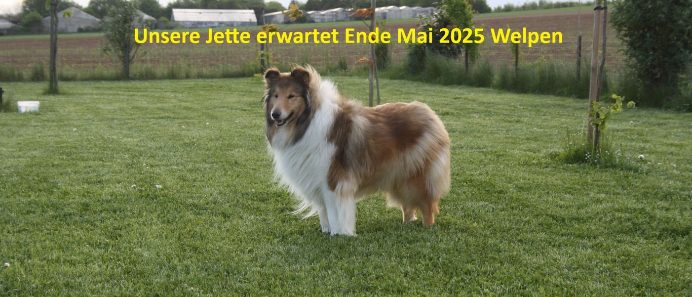 Unsere Jette erwartet Ende Mai ihre Welpen
